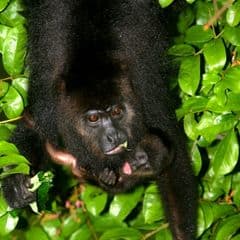 Central American Black Howler Central American Black Howler