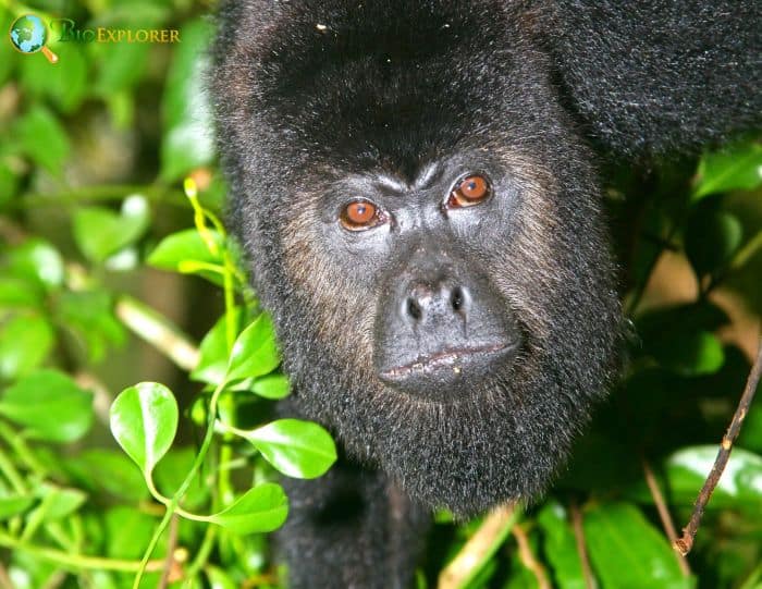 Yucatan Black Howler Yucatan Black Howler