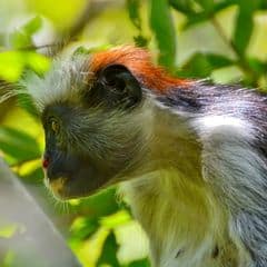 Zanzibar Red Colobus Zanzibar Red Colobus