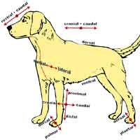 Branches of Zoology | Divisions of Zoology | Study of Animals Branches of Zoology | Divisions of Zoology | Study of Animals