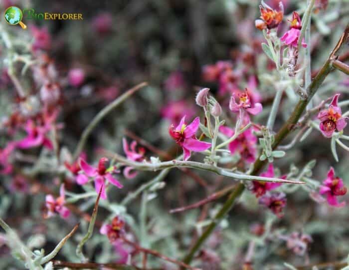 Zygophyllales Example Species Zygophyllales Example Species