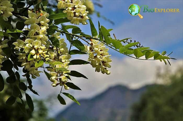 Acacia Tree Flowers