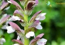 Acanthus Flower