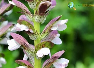 Types of flowers