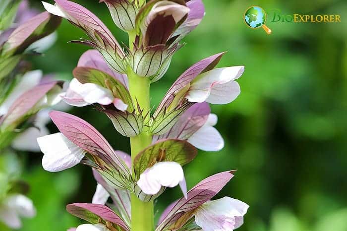 Acanthus Flower