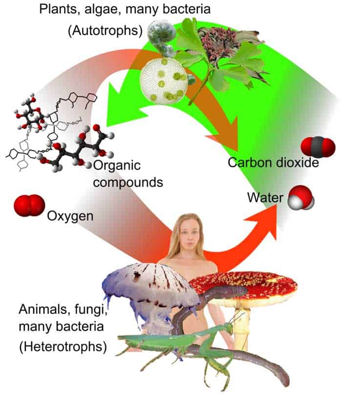 Cellular Respiration Equation Types Stages Products Diagrams