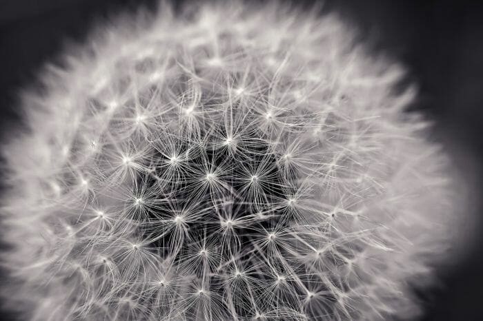 Aged Dandelion Flower