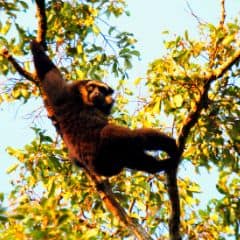 Agile Gibbon Agile Gibbon