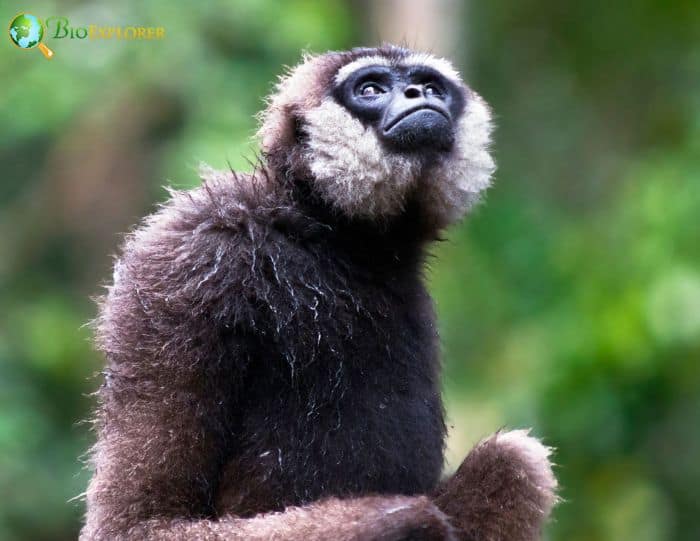 Agile Gibbon