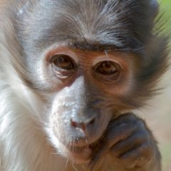Agile Mangabey Agile Mangabey