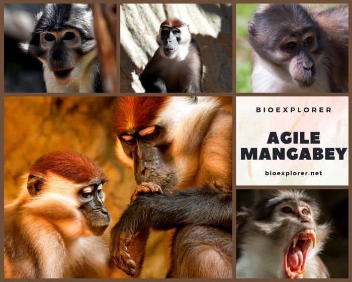 Agile Mangabey