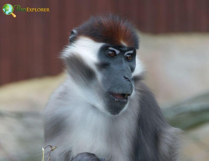 Agile Mangabey