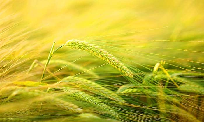 Agriculture Impact Agriculture Impact