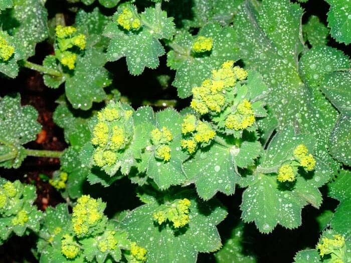 Alchemilla Mollis