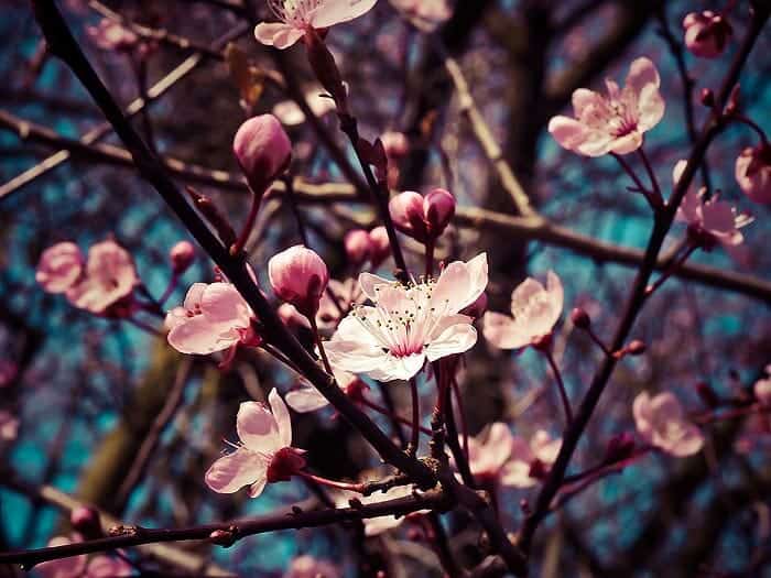 Almond Tree Blossoms