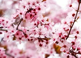 Almond Tree Scented Almond Blossom