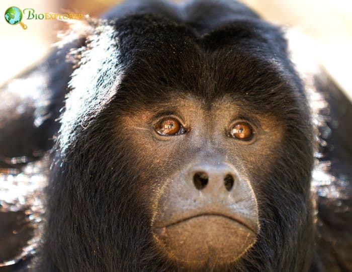 Alouatta Caraya Alouatta Caraya