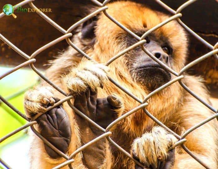 Alouatta Guariba Alouatta Guariba