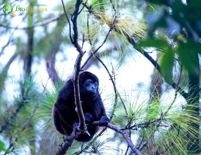 Alouatta Palliata Alouatta Palliata