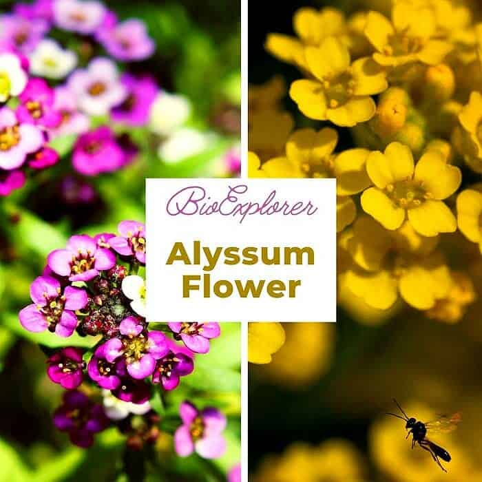 Alyssum Flower