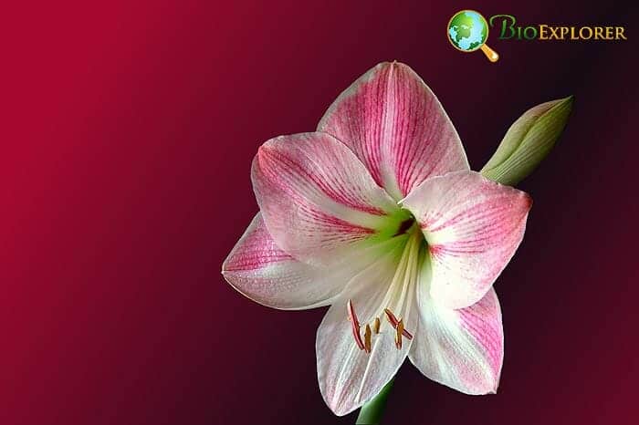 Amaryllis Flower Et Shaped