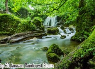 Amazon Rainforest Plants