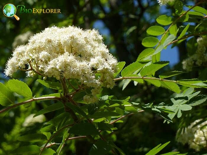 American Ash Flowers