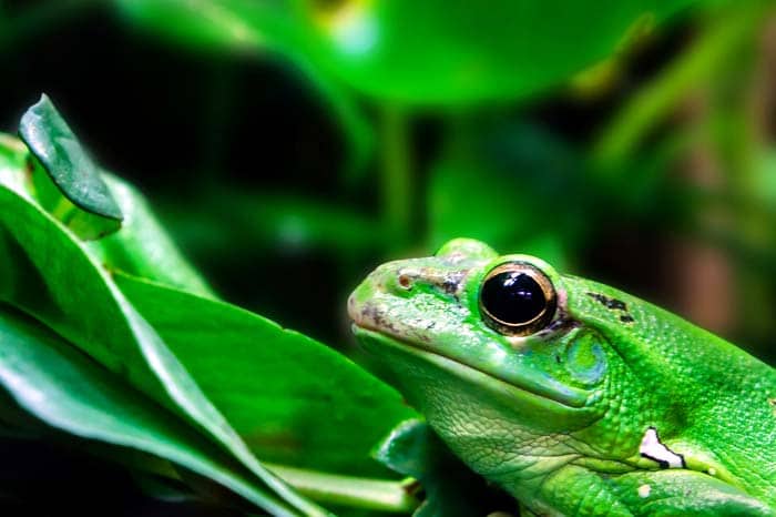 Amphibians Amphibians