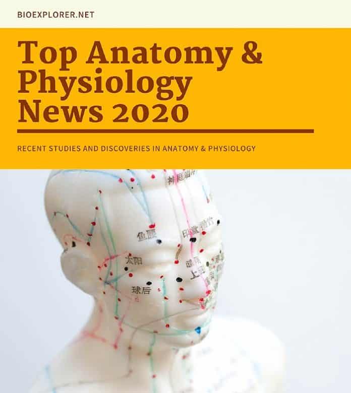 Anatomy News 2020 Anatomy News 2020