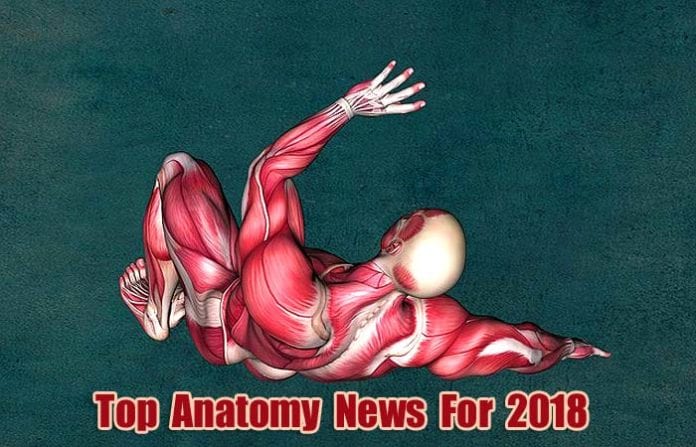 Top Anatomy News in 2018 Top Anatomy News in 2018