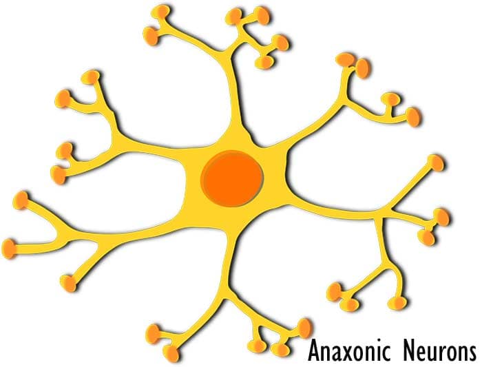 Anaxonic Neuron Diagram Anaxonic Neuron Diagram