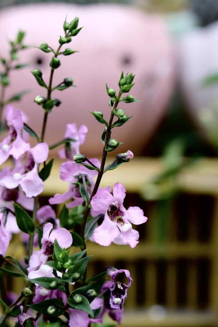 Angelonia Flower 