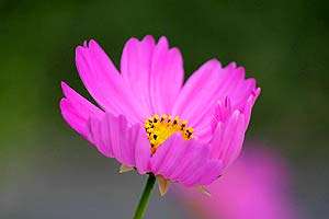 Cosmos Flower Cosmos Flower