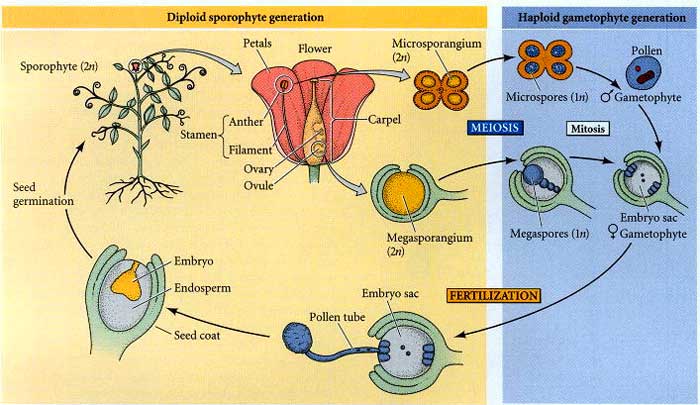 Angiosperms Life cycle (Flowering Plants)