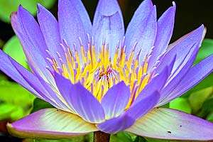 Water Lily Water Lily