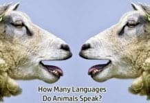Animal Languages