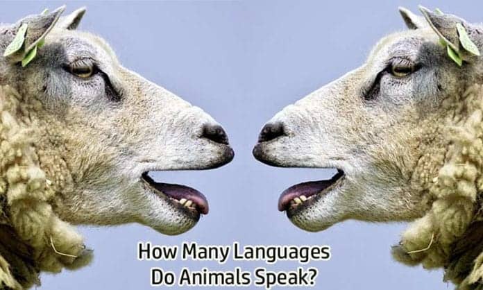 Animal Languages Animal Languages
