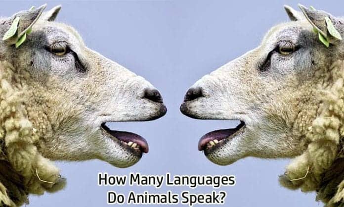 Animal Languages