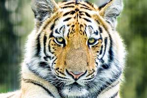 Animalia Animalia