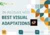 Animals With Best Eyesight