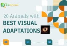 Animals With Best Eyesight