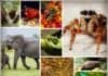 Animals with best sensors