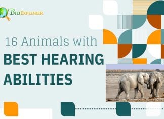 Top 11 Animals With Best Sensors (See, Hear, Smell, Taste & Feel) Top 11 Animals With Best Sensors (See, Hear, Smell, Taste & Feel)