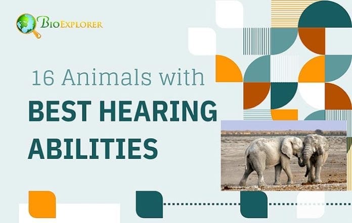 Top 16 Animals with the Best Hearing Top 16 Animals with the Best Hearing