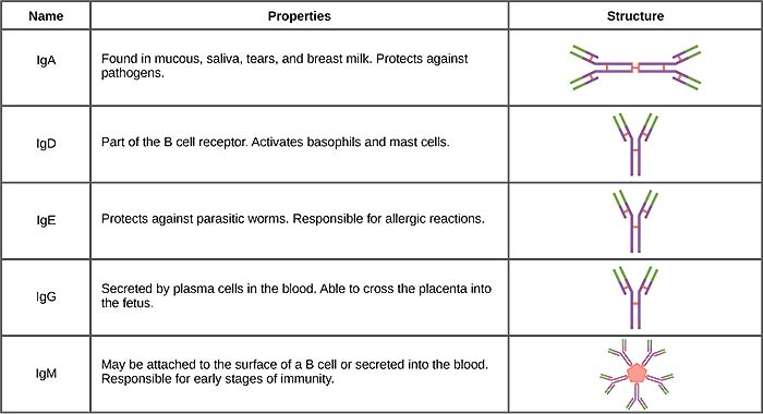 Antibody Classification Antibody Classification