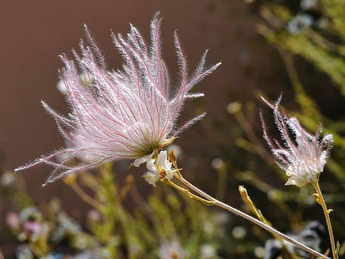 Apache Plume Desert Flower Apache Plume Desert Flower