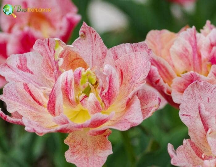 Apricot Godetia Flowers