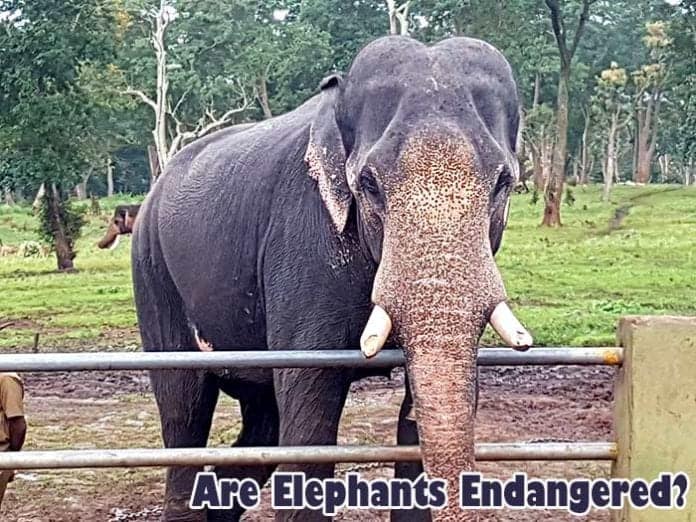 Are Elephants Endangered? Are Elephants Endangered?