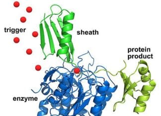 Are Enzymes Proteins?