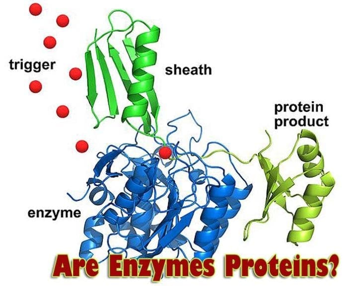 Are Enzymes Proteins? Are Enzymes Proteins?